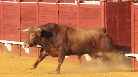 Carnicero es corneado por toro muerto.jpg