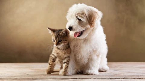 Dueños tiene más atención hacia sus perros que hacia sus gatos