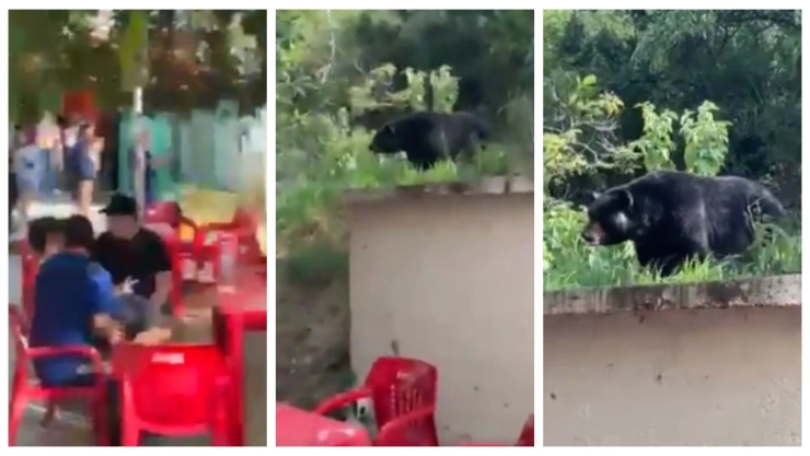 Oso negro invadió instalaciones de la UANL; ¿alumnos en peligro?