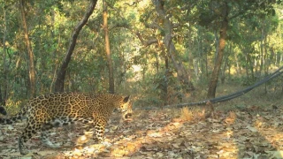 Sierra de Chilpancingo