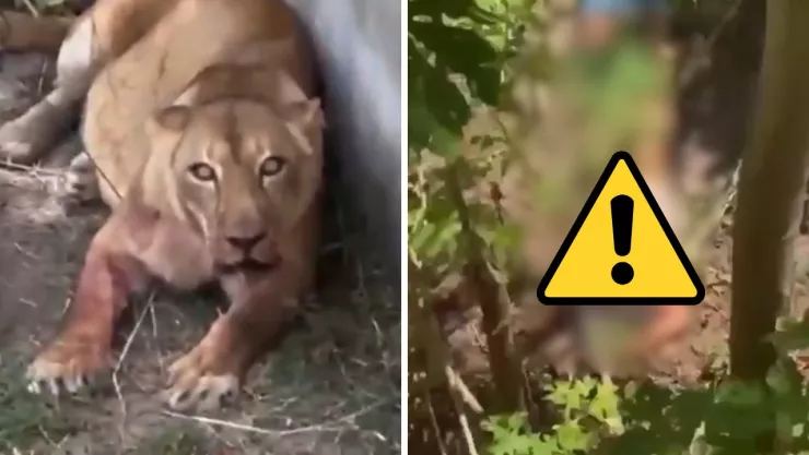 Gerson cayó dentro del recinto de la leona tras escalar una valla de más de seis metros