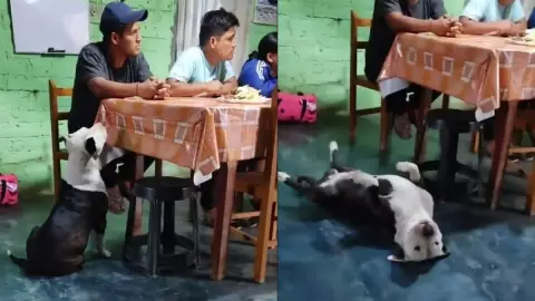Perrito finge desmayo.