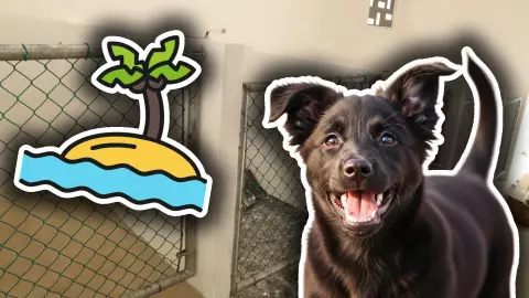 Centro de Bienestar Animal en Isla Mujeres: ¿En dónde estará y con qué espacios contará?