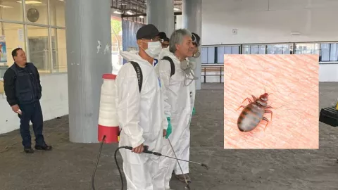 Alumnos denuncian plaga de chinches en la UNAM