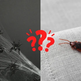 Cómo ahuyentar arañas y cucarachas de mi casa: 3 ideas para hacerlo
