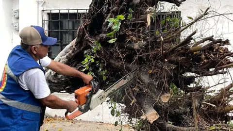 Árboles caídos por lluvias Tabasco