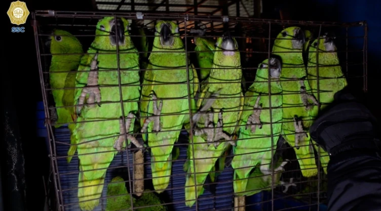 Rescatan a mil 500 aves y dos monos en Iztapalapa
