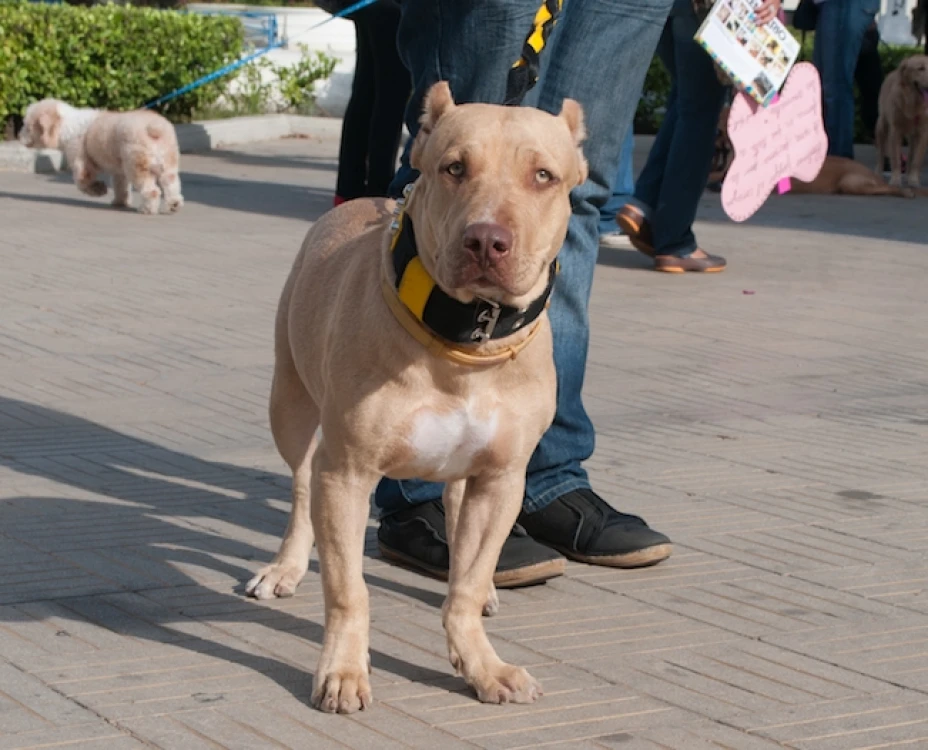 Las autoridades calificaron de “atroz y aberrante” la utilización de “perro bomba”, para atentar contra una de las estaciones policiales