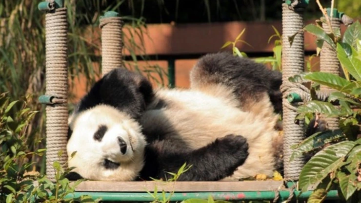 Xin Xin panda gigante Chapultepec