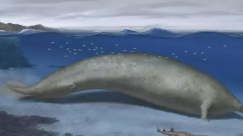 ballena colosal peruana