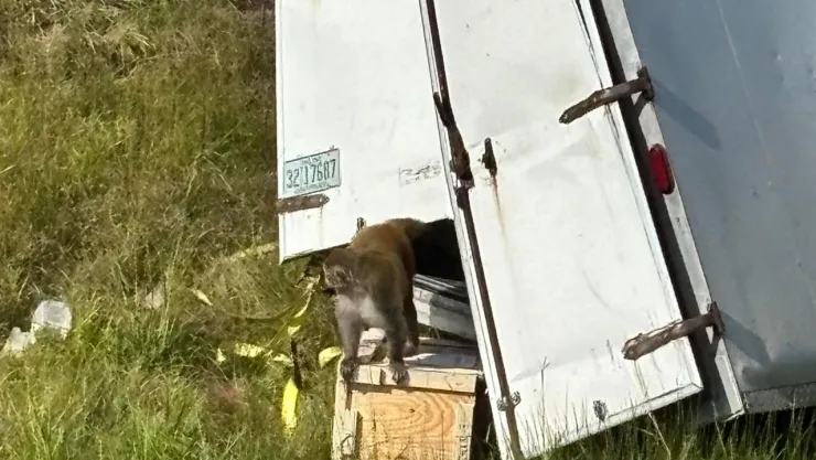 camión con monos infectados escapa