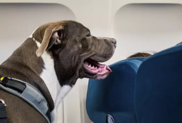 mascota viaje avión