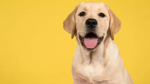 perro