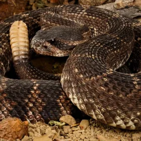 Serpiente de Cascabel cómo identificarla, su veneno y el beneficio que tiene en el campo.jpg