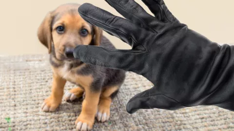 Recomendaciones para proteger a tu mascota ante robo