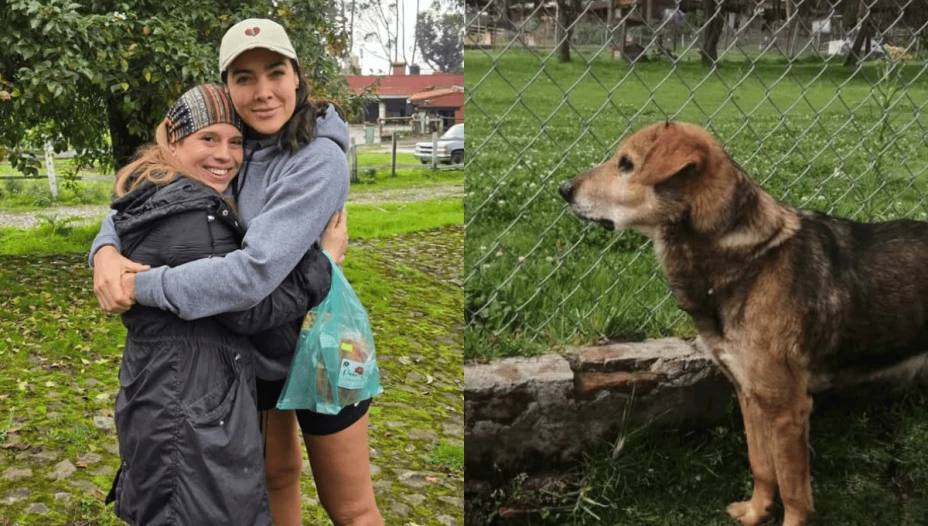 Influencer vende fotos exclusivas para salvar su refugio de animales.png