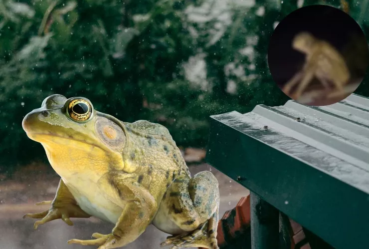¿Real o ficción? El misterioso “Hombre Rana” captado bajo la lluvia en Cancún desata debate