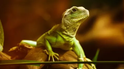 gecko, falla masiva, reto.jpg