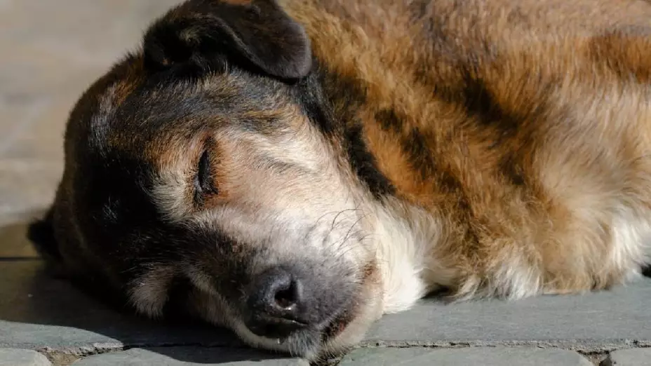 Perro fue baleado en la colonia Tecolote en Tijuana