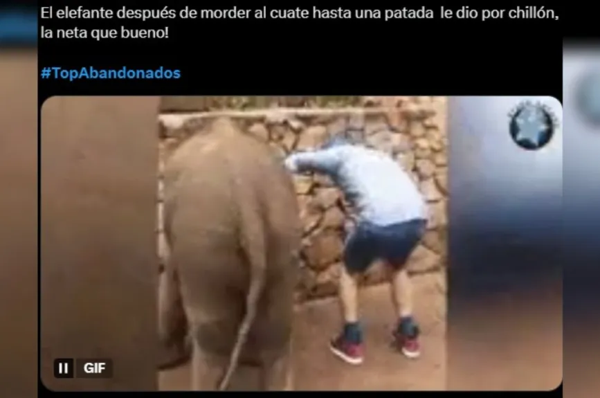 ¡No sean tan malos! Su mordida sí fue de susto; imagínense que los muerde un elefante, aunque la patada hubiera sido el colmo.