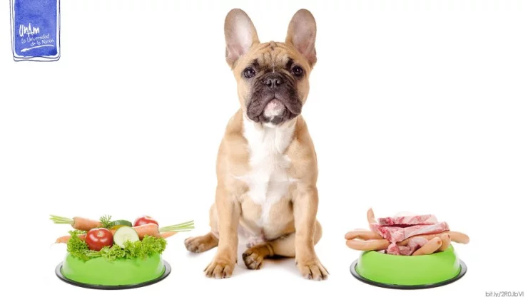 Alimenta y cuida a tu perro con una dieta adecuada