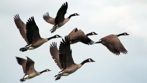 PARVADA DE GANSOS ATERRIZAJE.png