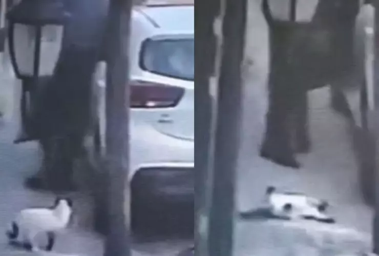 Matan a gato en Edomex