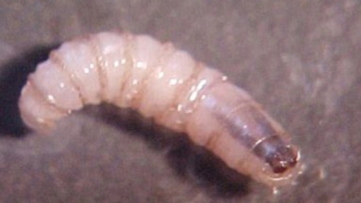 México conquista la erradicación del gusano barrenador del ganado: un hito en la lucha global contra plagas.