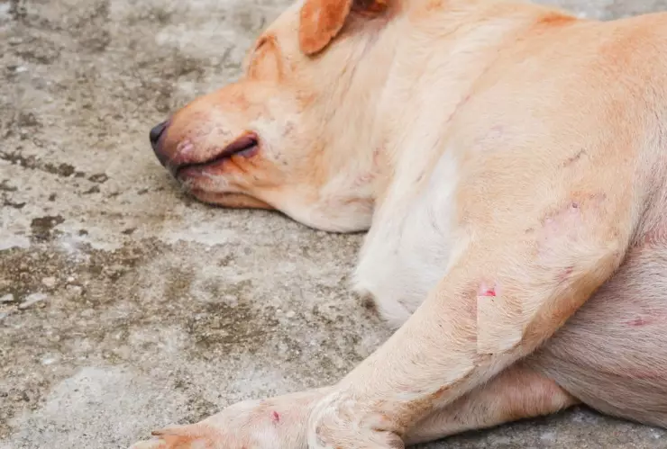 Perrito arrastrado por auto en Hidalgo