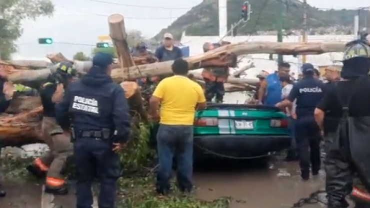 Árbol cae sobre automóvil y mata a conductor en Edomex