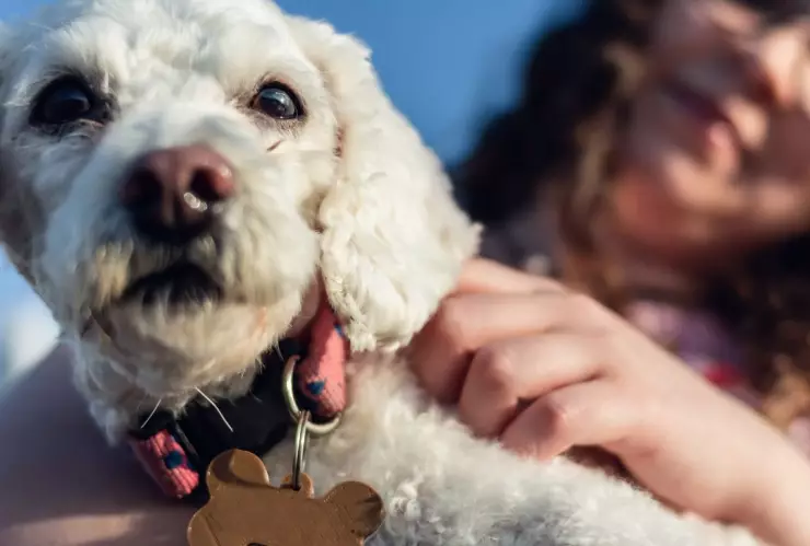 CURP para mascotas en Mexico