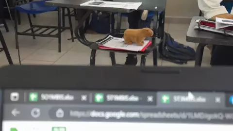 Peluche de capibara toma clases clases