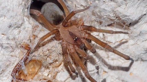 Dónde hacen nido las arañas: Cuidado algunas son muy venenosas