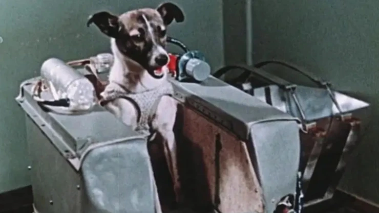 Se cumplen 68 años de la muerte de Laika: La perrita astronauta que se desintegró en el Sputnik 2