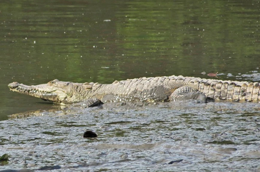 galerçia de fotos de los cocodrilos en Jalisco y Nayarit