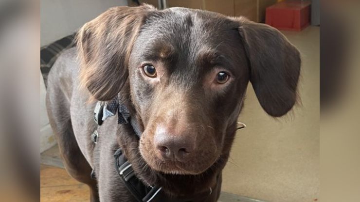 ¿Un perro alcohólico_, Coco es el primer perro tratado por adicción