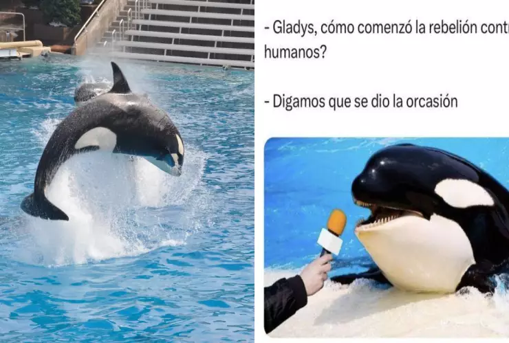VIRAL: Los mejores MEMES de la Orca Gladys que ataca embarcaciones