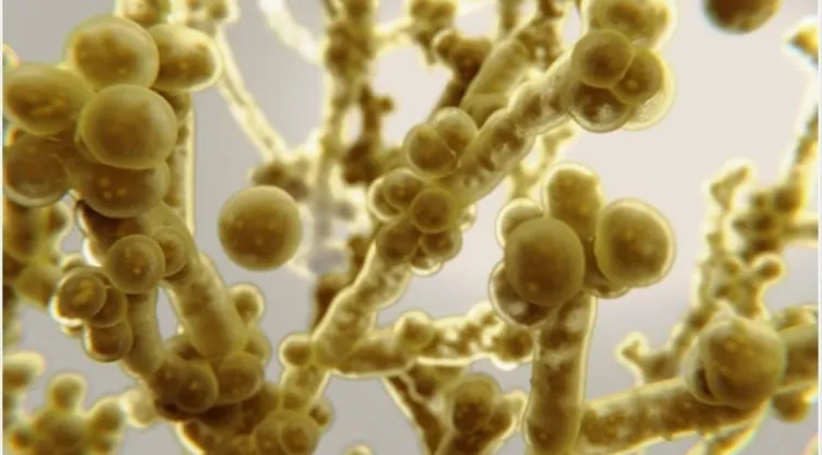hongo-candida-auris.jpg