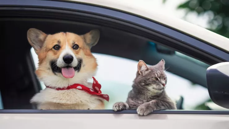 Ya podrás viajar con tus mascotas con Uber Pet