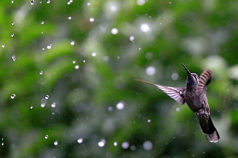 Colibríes, los mensajeros del amor y cómo cuidarlos