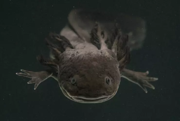 Día-del-Ajolote-Qué-significa-tiene-esta-especie-para-los-aztecas