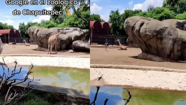 Google en el zoológico de Chapultepec, el asistente corrige a un niño que dice camellos cuando lo que están viendo son jirafas.