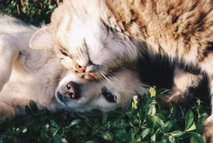 mascotas orina cloro.jpg