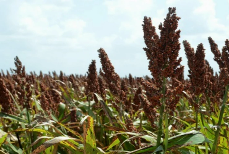 Cultivos de México secos por ola de calor