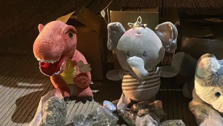 Guardia Nacional descubre marihuana dentro de osos de peluche en Sinaloa