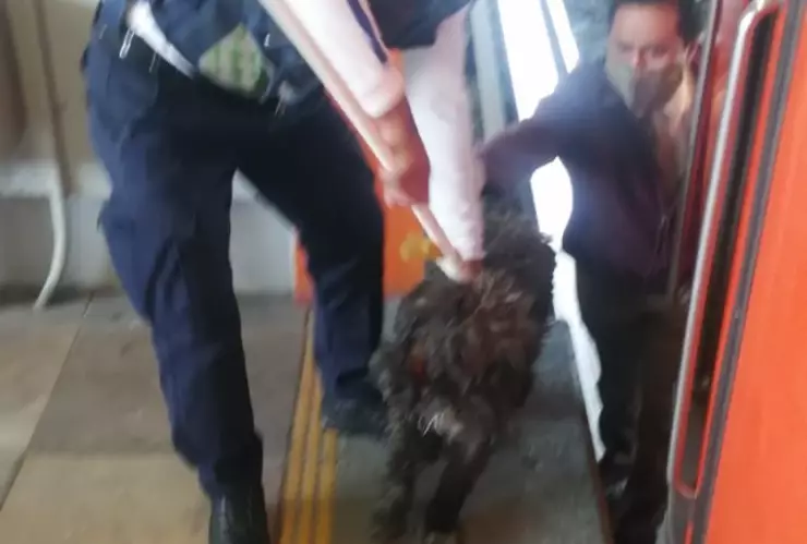 Rescatan a perrito que bajó a vías de la Línea B del Metro CDMX