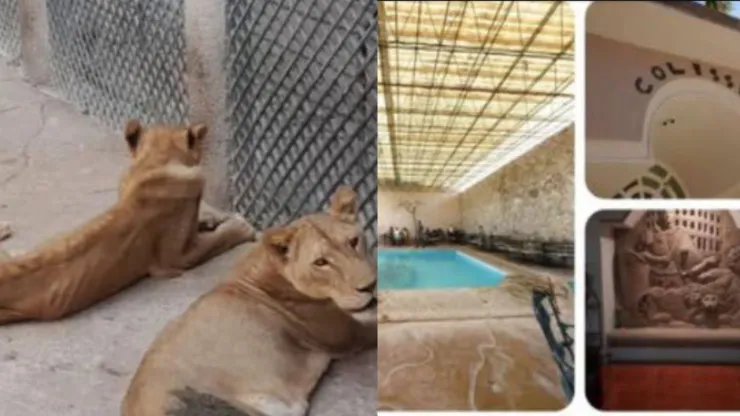Inspeccionan hotel en Chiapas con leonas africanas