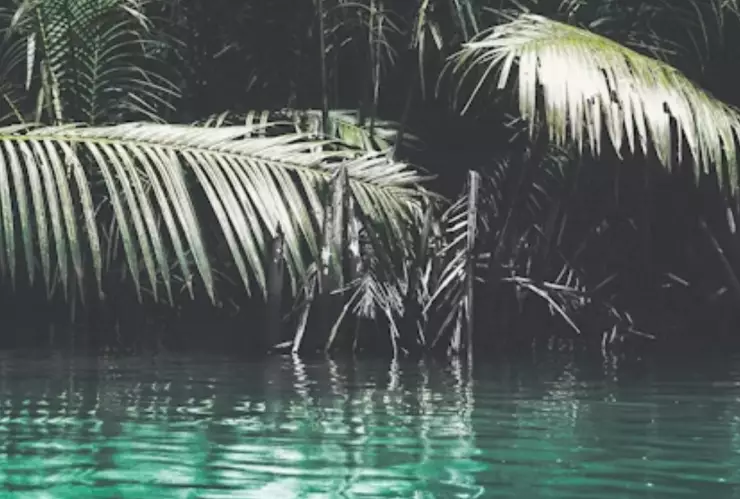 Terror en Veracruz: El Hombre Rana que acecha en la laguna