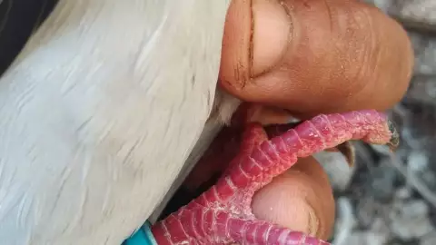 Vecino de Oxkutzcab encuentra paloma mensajera, ¿qué decía?