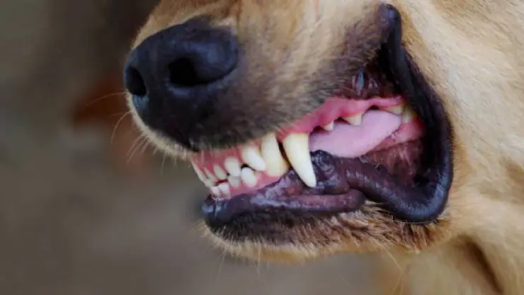 Perro